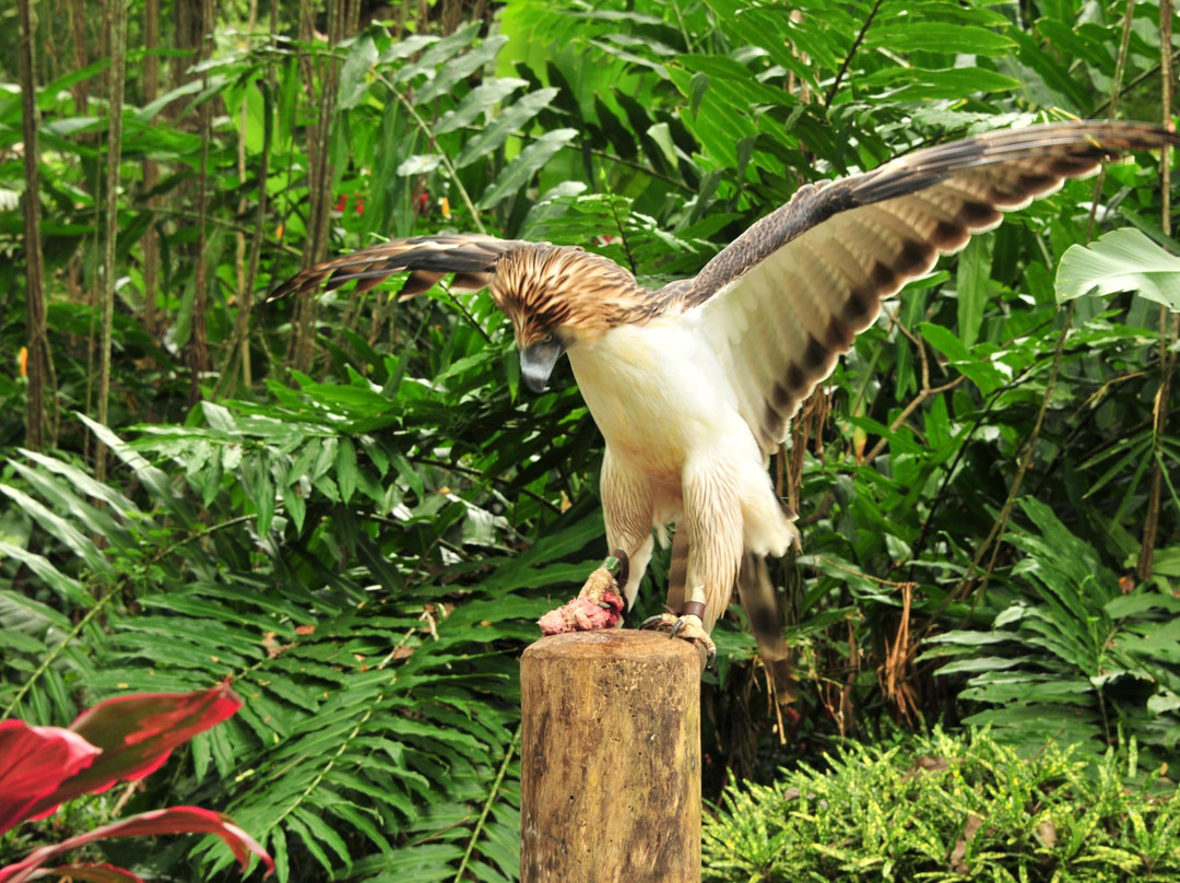 Philippine Eagle Center景点图片