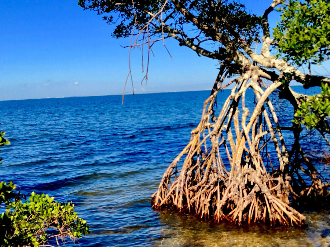 Palmetto旅游攻略图片