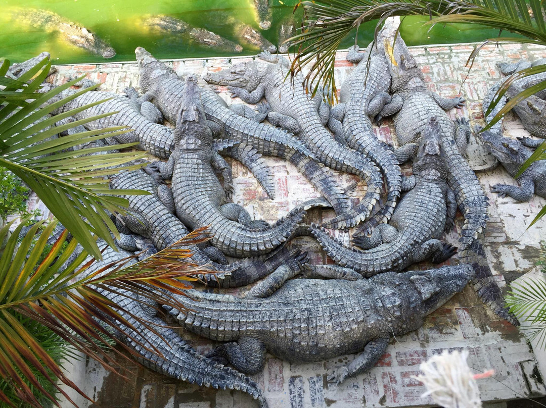 Battambang Crocodile Farm景点图片