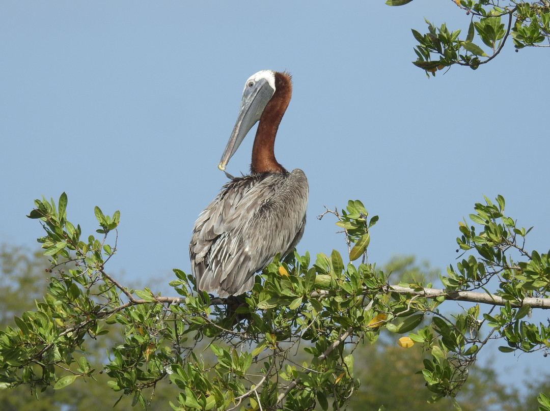 Site Ornithologique De Ravine Sable