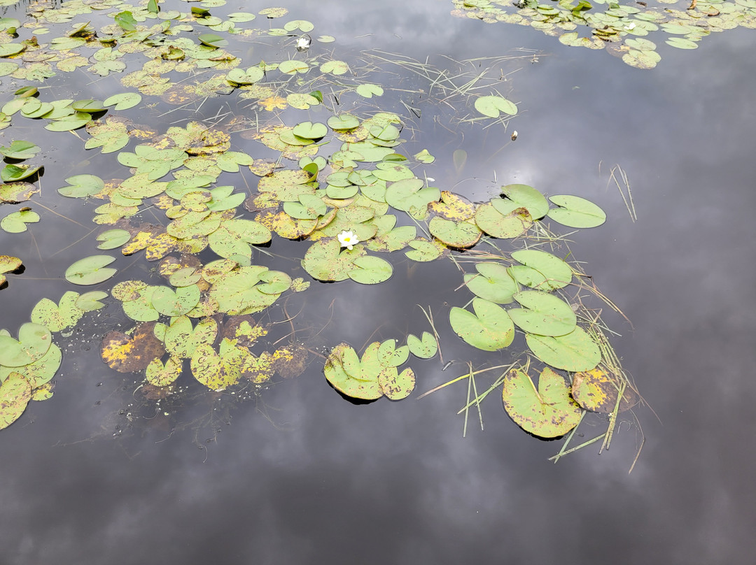 Acres Lake Floating Boardwalk景点图片