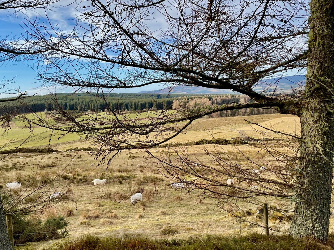 Nine Stanes Stone Circle-Banchory必去景点