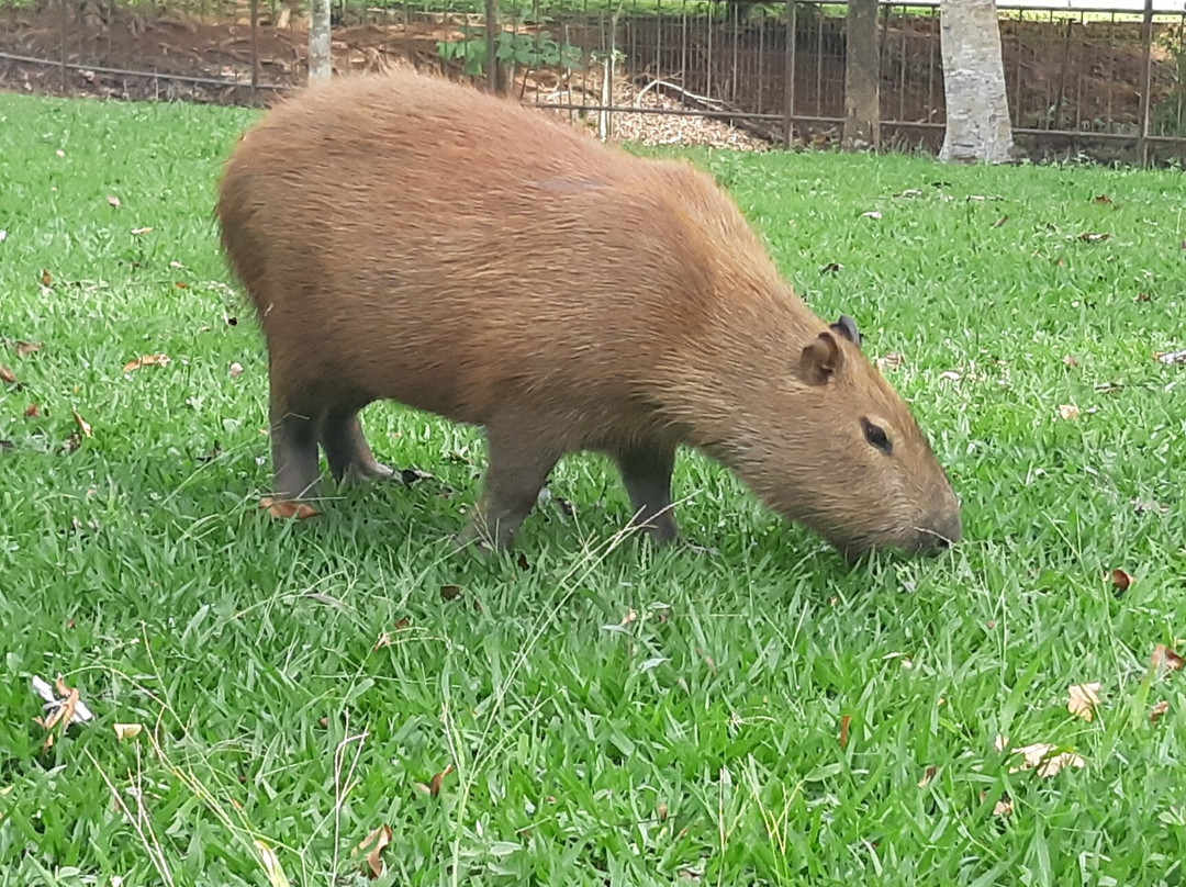Jardim Zoológico De Brasília-巴西利亚必去景点