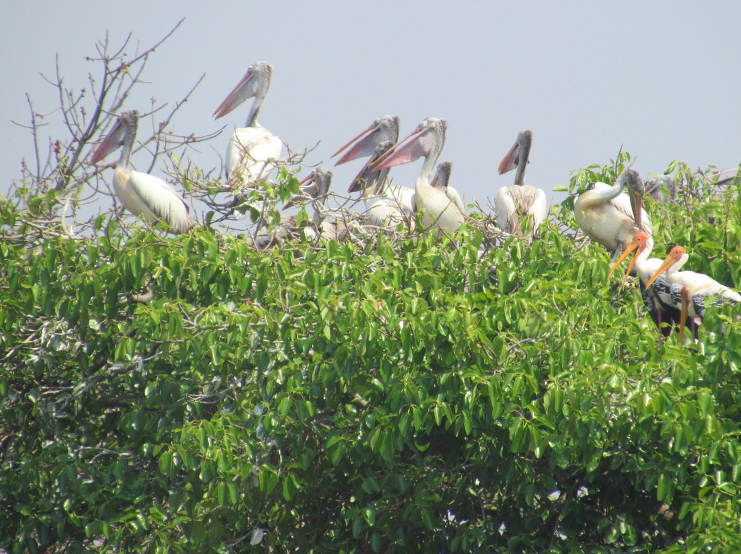 Kokrebellur Bird Sanctuary景点图片
