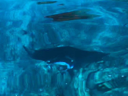 Bay Side Adventures-库克船长必去景点