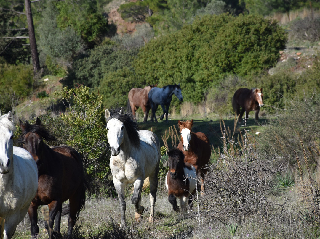 A&E Elpida Ranch-罗德城必去景点