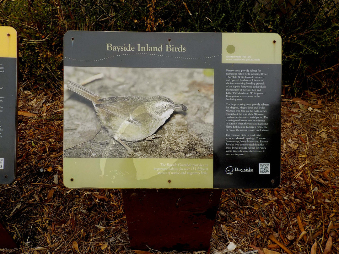 Black Rock Beach景点图片