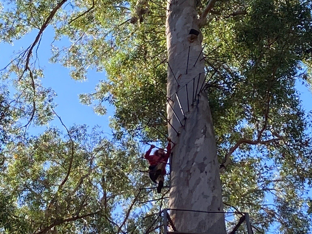 Dave Evans Bicentennial Tree-彭伯顿必去景点