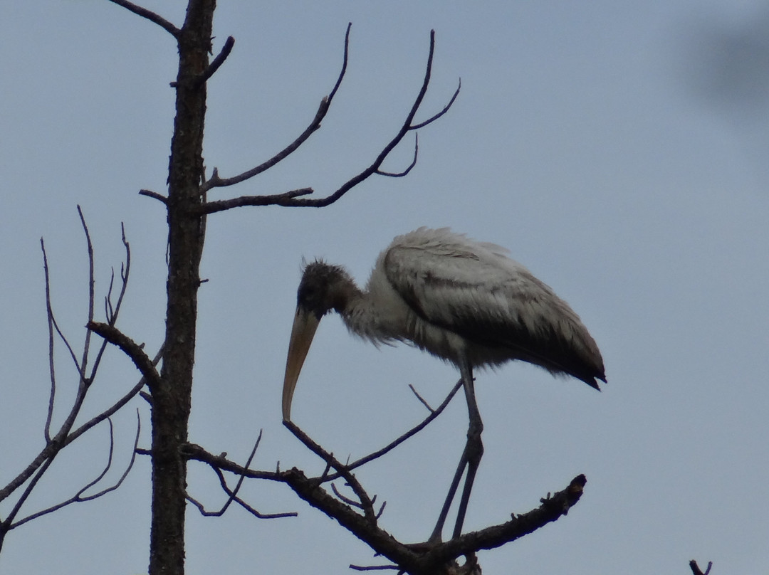 C&G's Big Cypress Swamp Buggy Tours景点图片