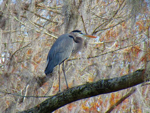 Canoe Escape-Thonotosassa必去景点