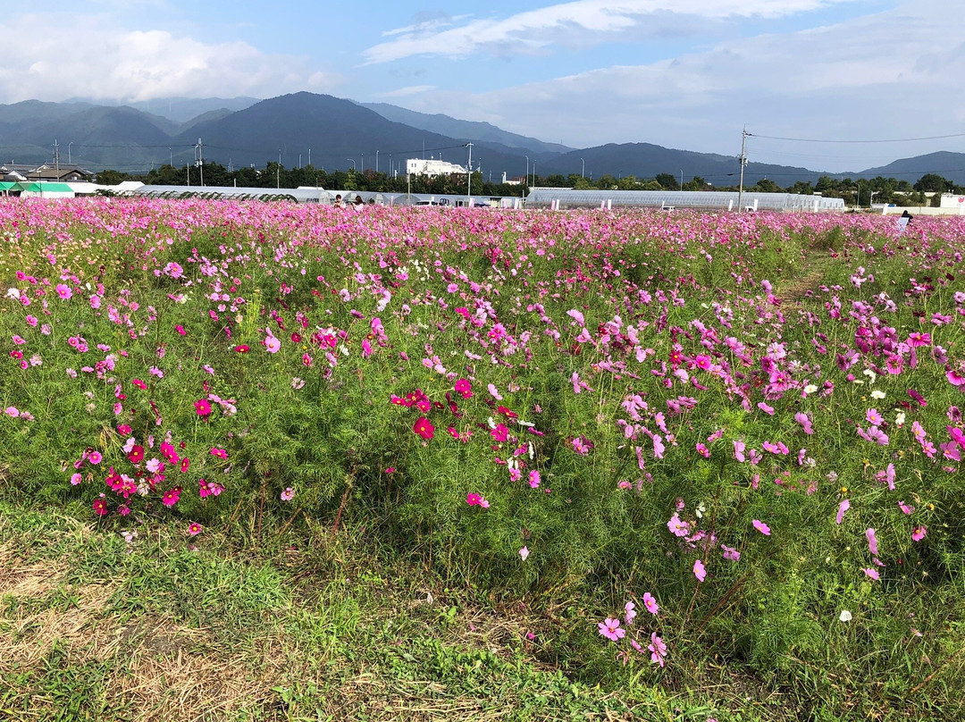 Kyoto Tamba, Kameoka Yumecosmos Garden-龟冈市必去景点