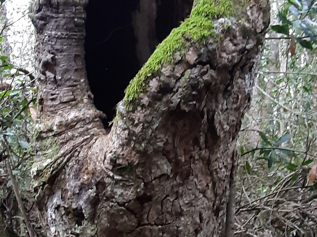 Circles in the Forest Trail-克尼斯纳必去景点