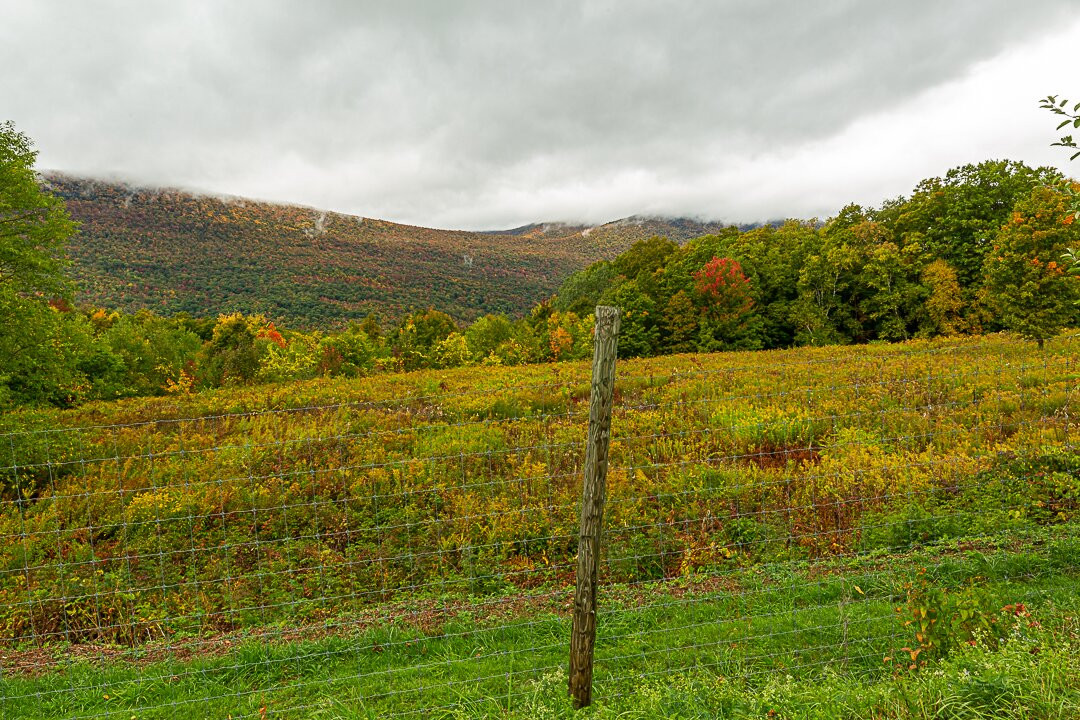 Mad Tom Orchard-East Dorset必去景点