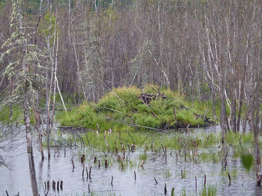 Aventure Lac Saint-Jean景点图片