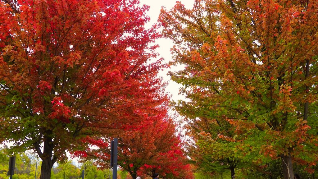 The Riverwood Conservancy-米西索加必去景点