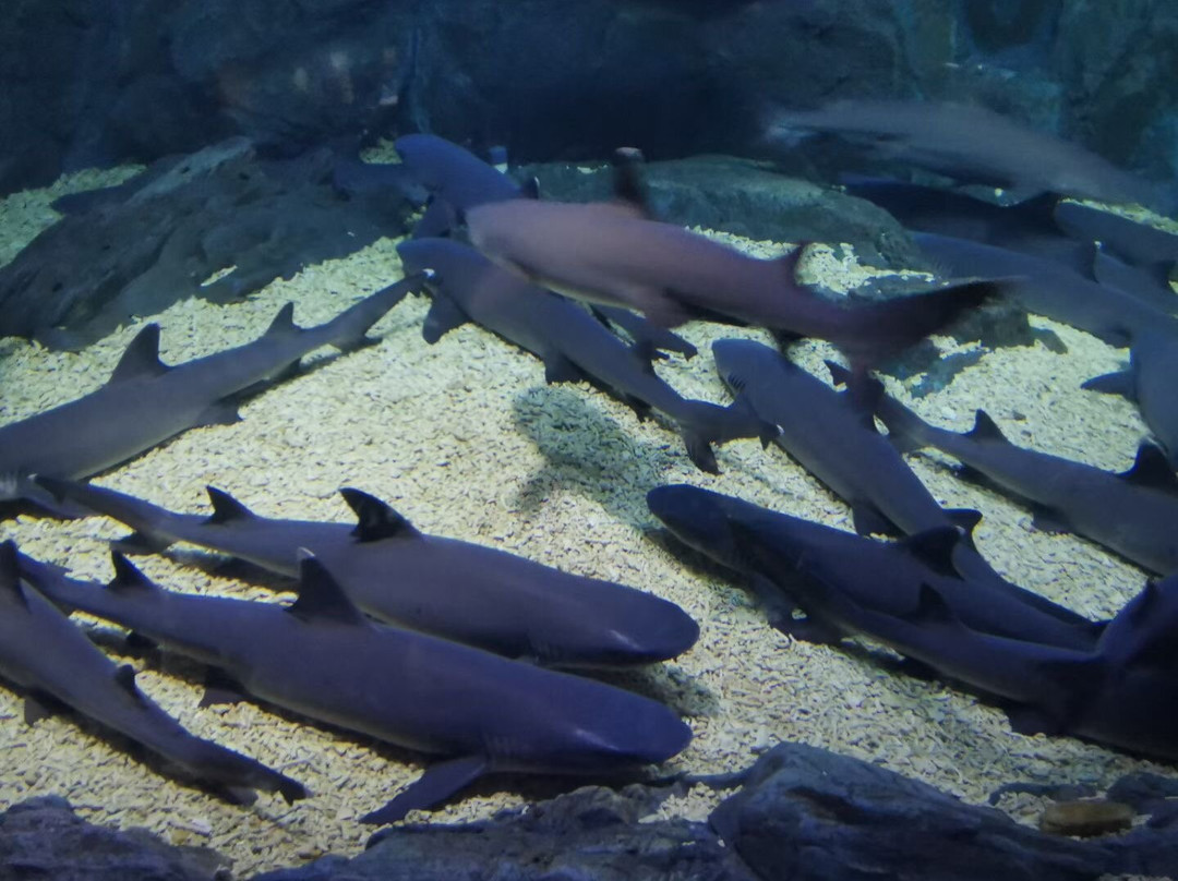 海昌烟台鲸鲨馆-烟台市必去景点