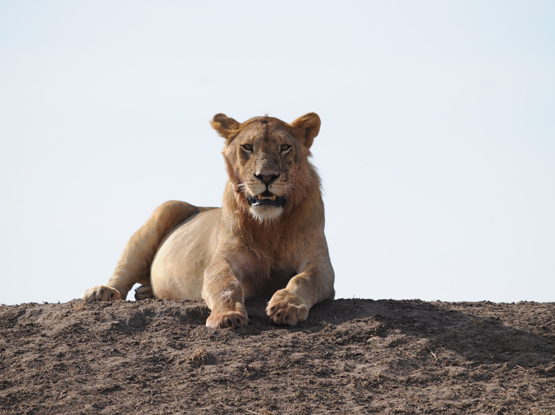 Anicet Philip Safaris Co.-Dar es Salaam必去景点