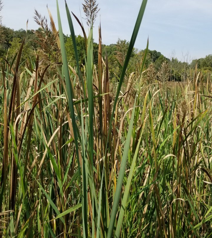 Watershed Nature Center-Edwardsville必去景点