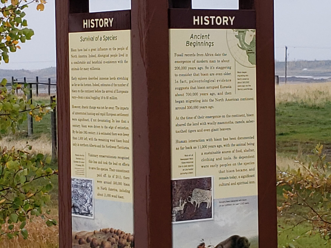 The Wood Buffalo Viewing Point and Bison Sanctuary景点图片