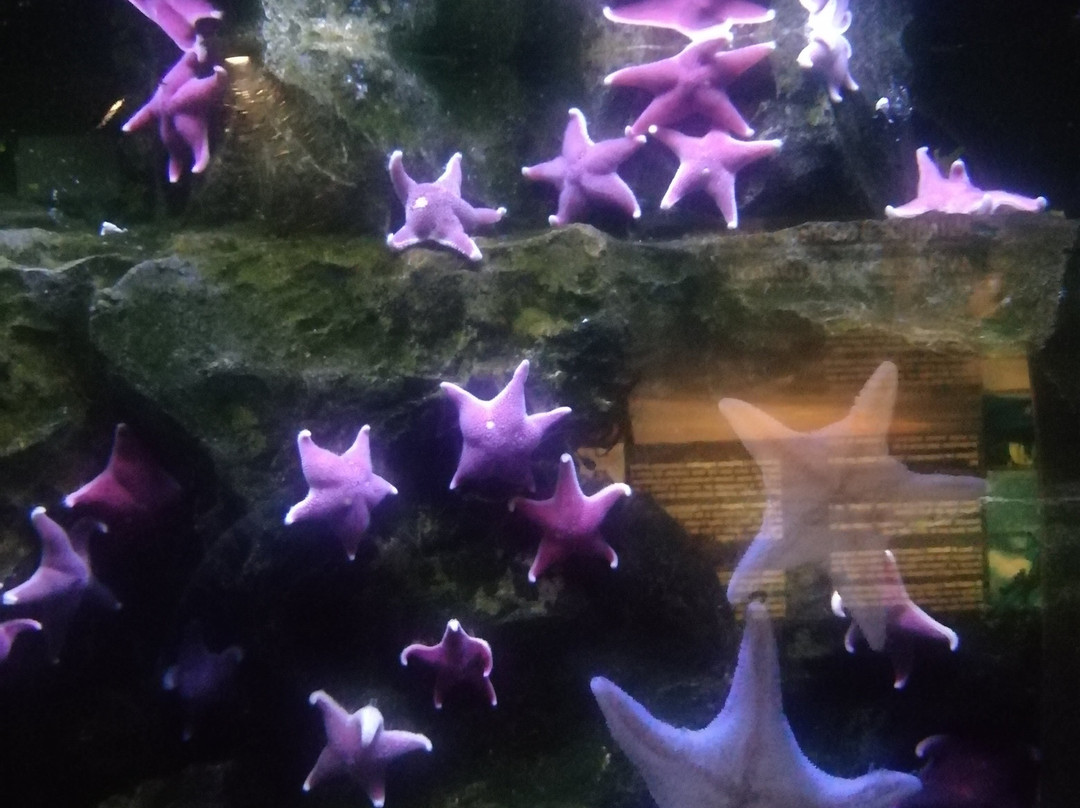 热那亚水族馆景点图片