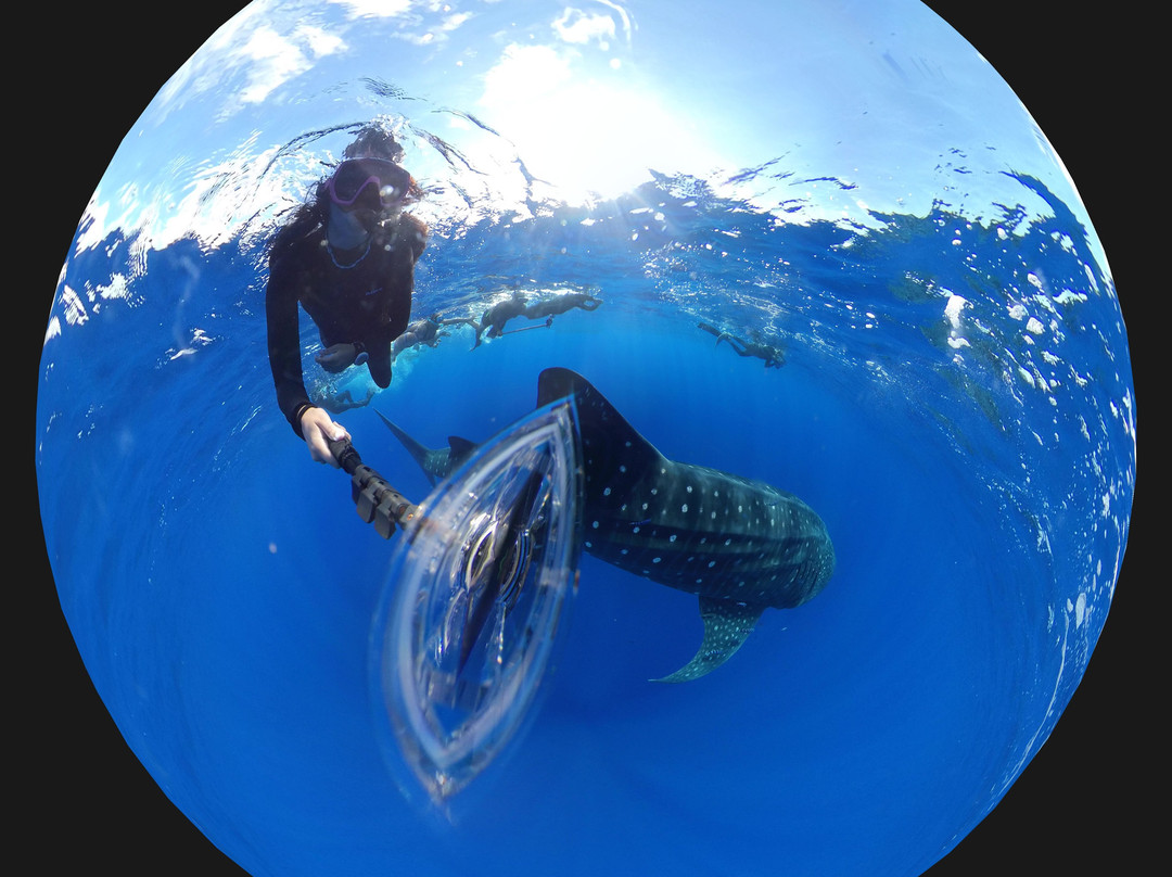 Haliotis Dive Centre Santa Maria-波尔图镇必去景点