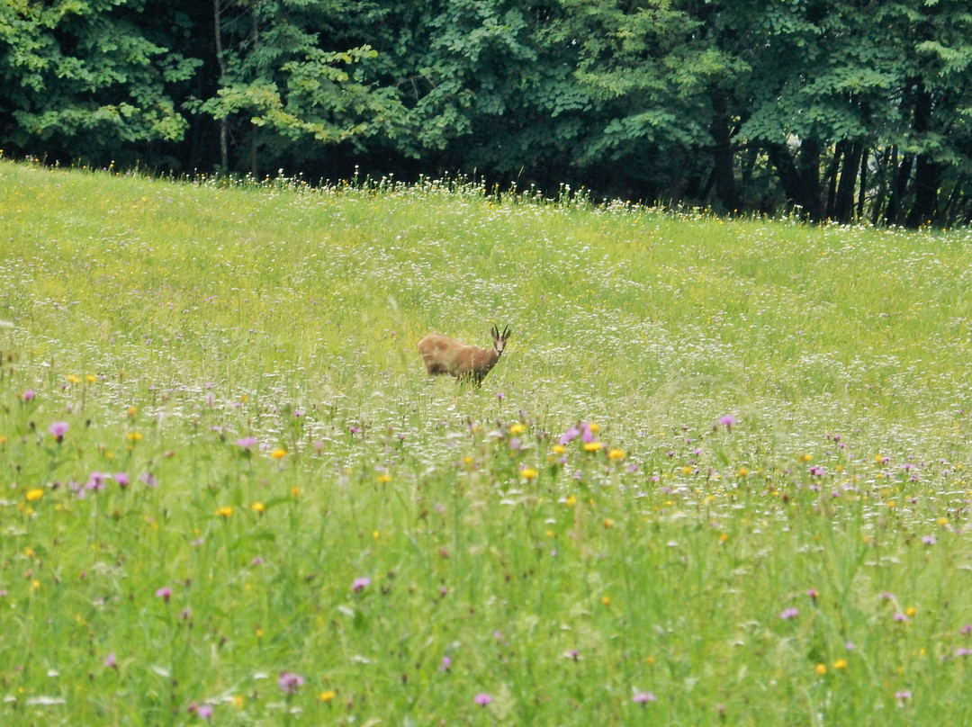 Albergo Alpino主图