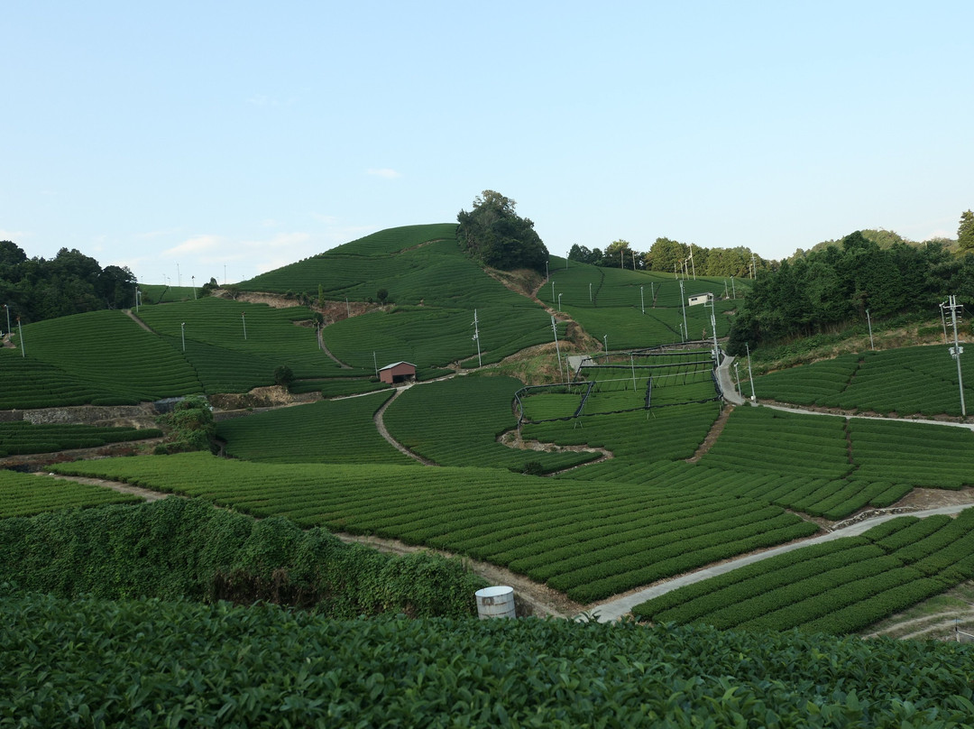 Ishitera Tea Plantation景点图片