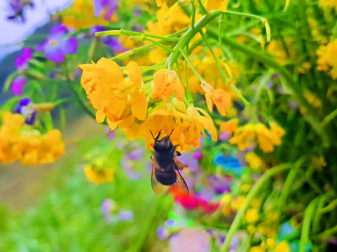 Ha Giang Primitive Tour