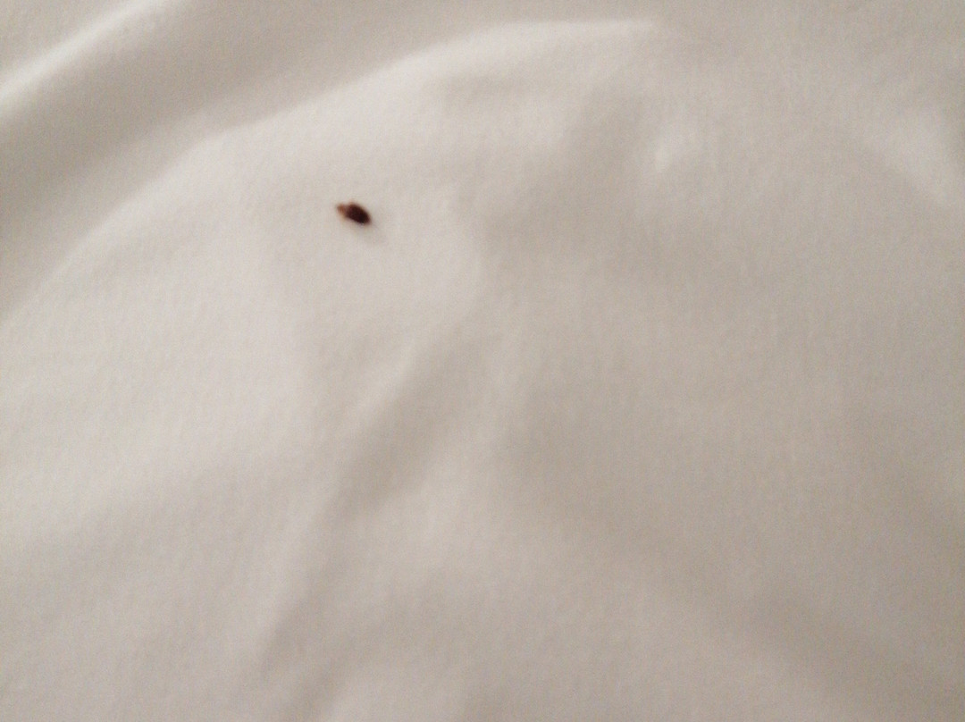 B&B HOTEL Yvetot主图