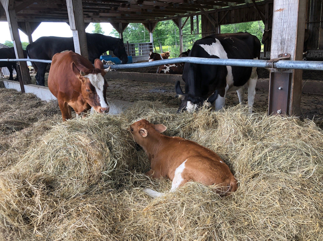Taylor Farm-Londonderry必去景点