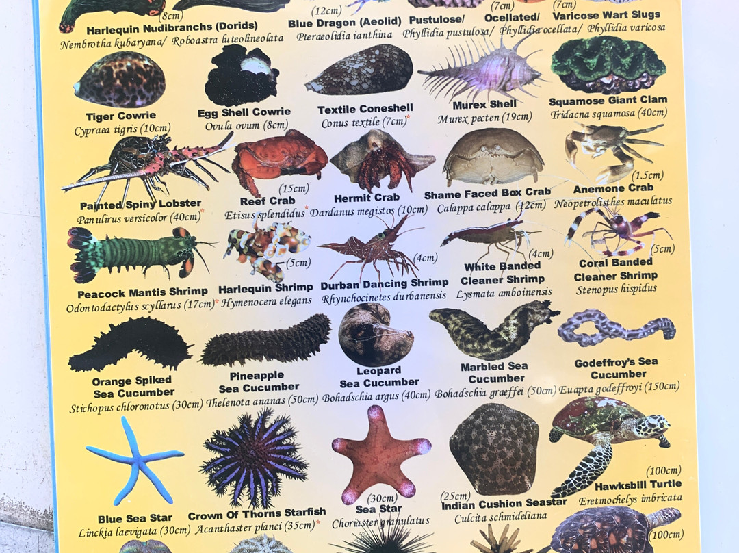 Spice Divers-小停泊岛必去景点