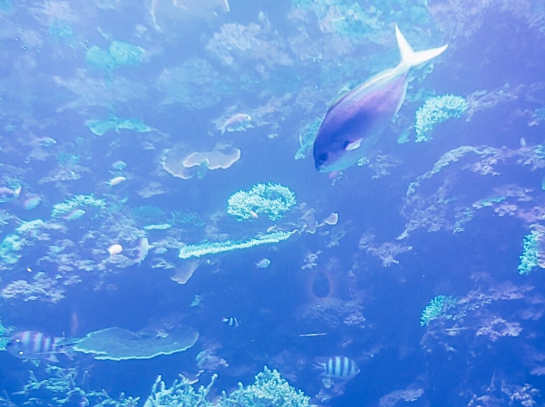 Oita Marine Palace Aquarium Umitamago-大分市必去景点