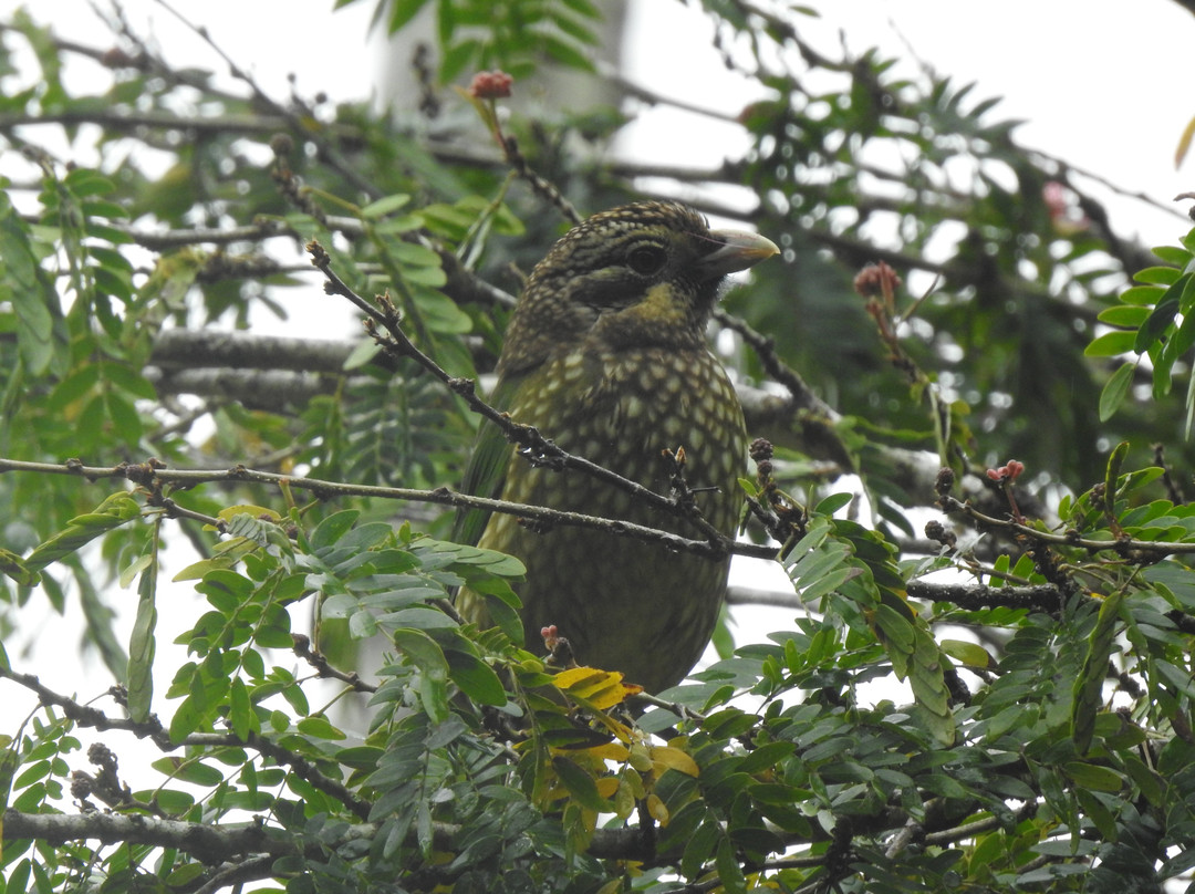 Great Northern Tours-库克敦必去景点