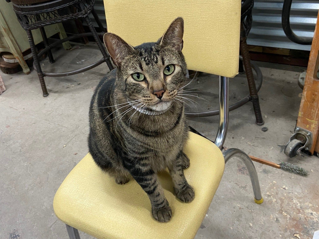 Old's Cool Antiques and More-Taft必去景点