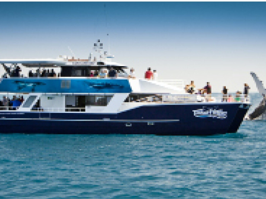 WhaleWatcher.com.au-赫维湾必去景点