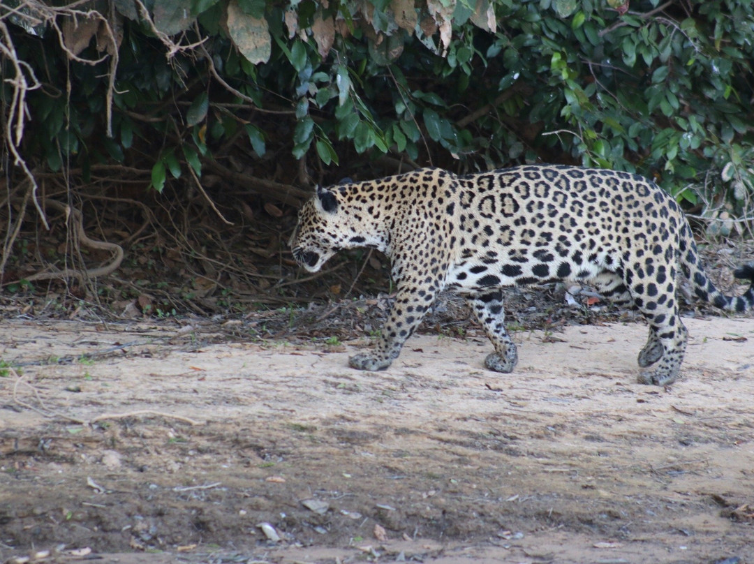 Pantanal Trackers景点图片