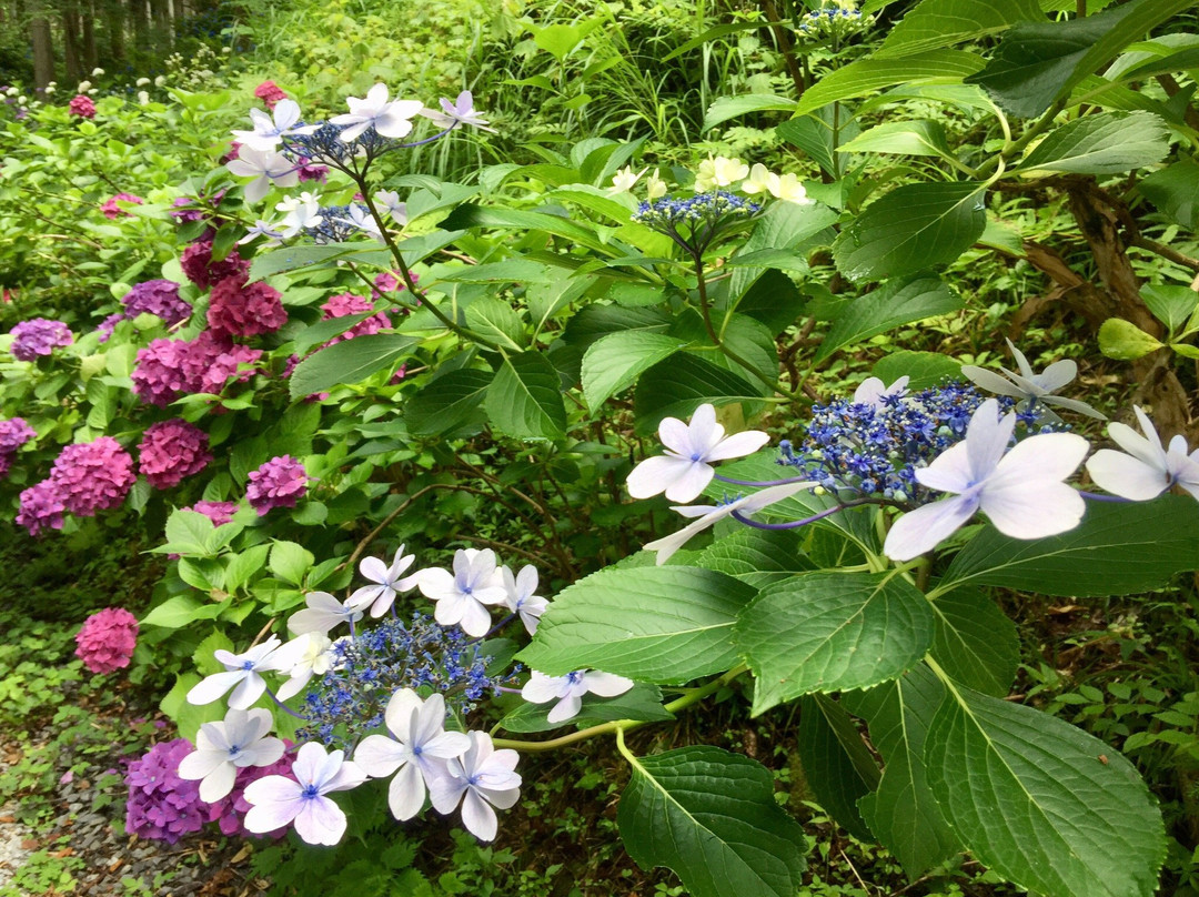 Michinoku Hydrangea Garden-一关市必去景点