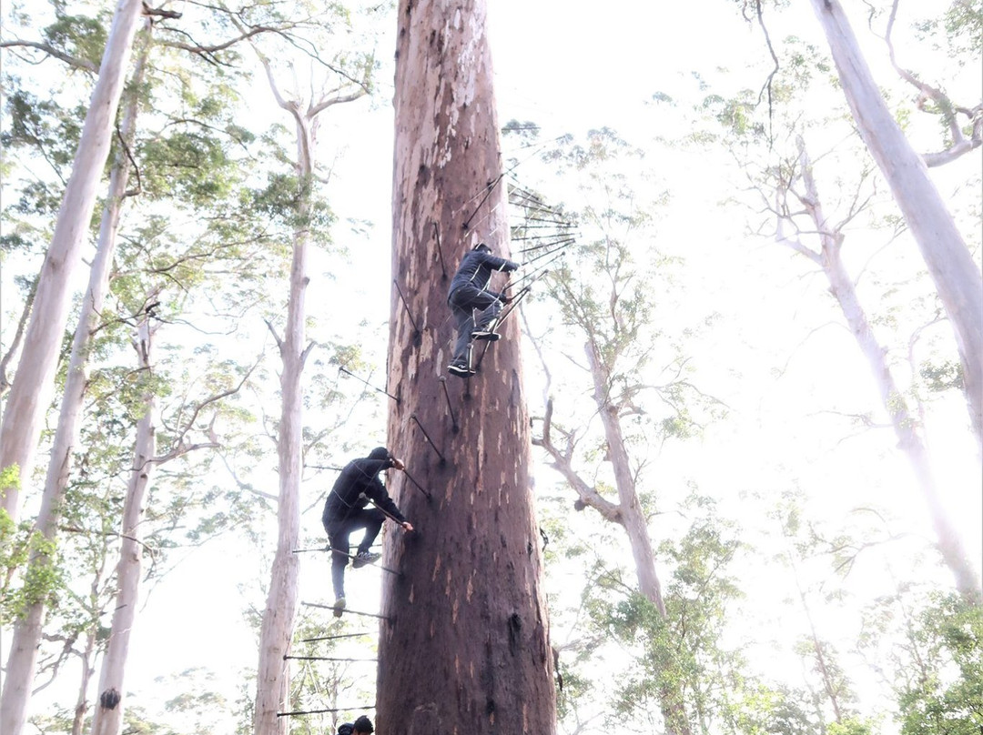 Dave Evans Bicentennial Tree-彭伯顿必去景点
