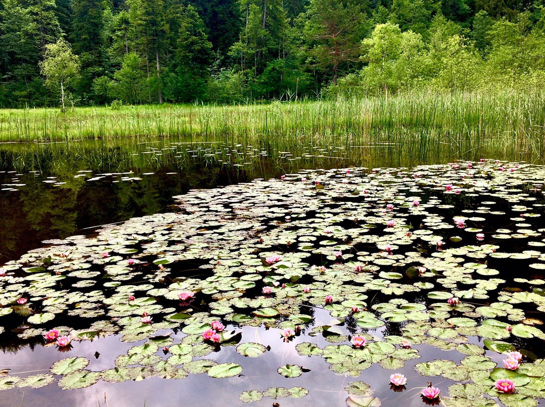 Schwansee-施万高必去景点