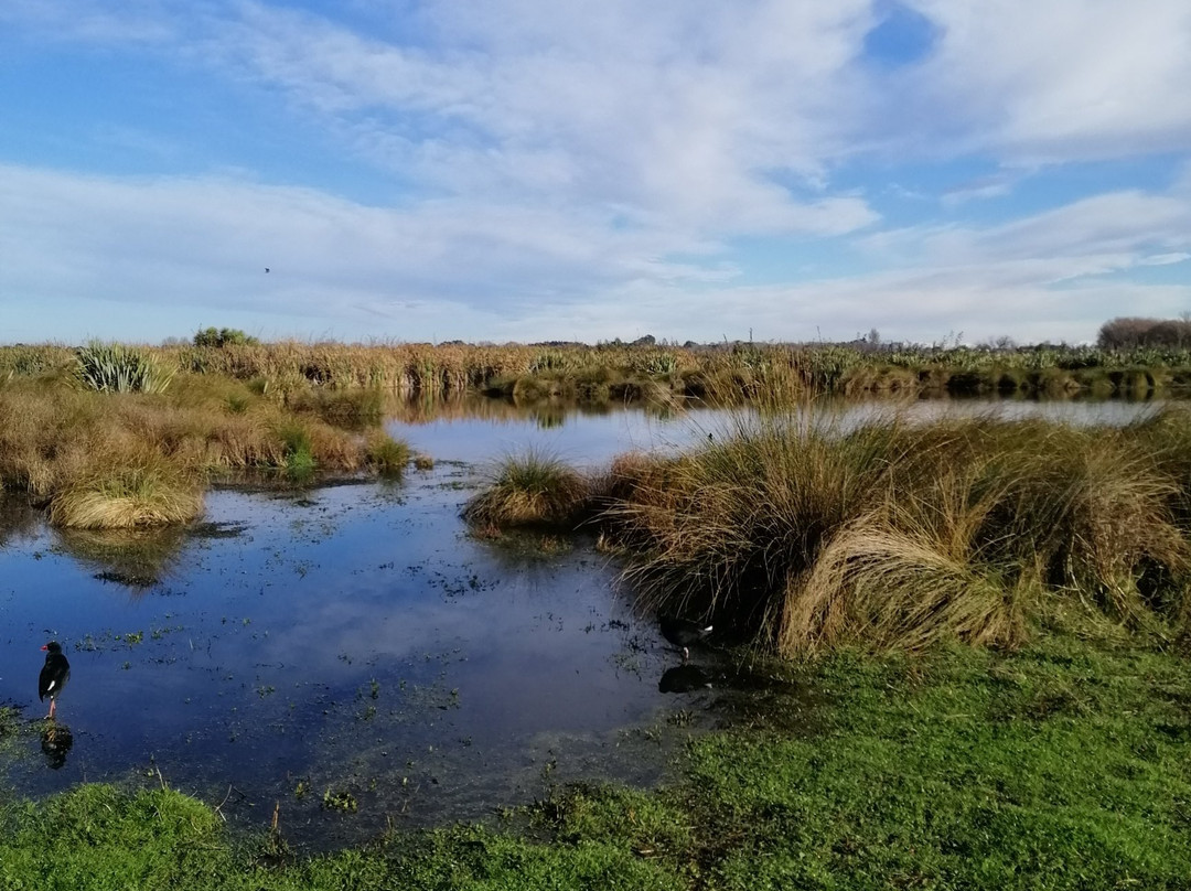 Travis Wetland-基督城必去景点