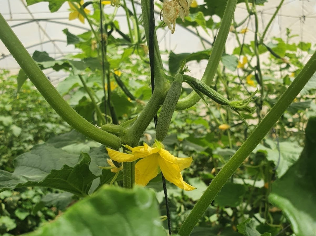 Ktofoti-Beit Lechem Haglilit必去景点