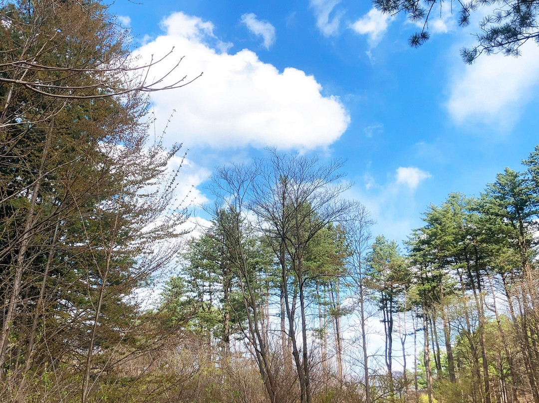 Korea National Arboretum-抱川市必去景点