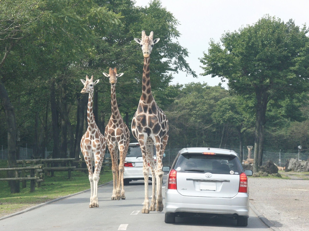 Fuji Safari Park-裾野市必去景点