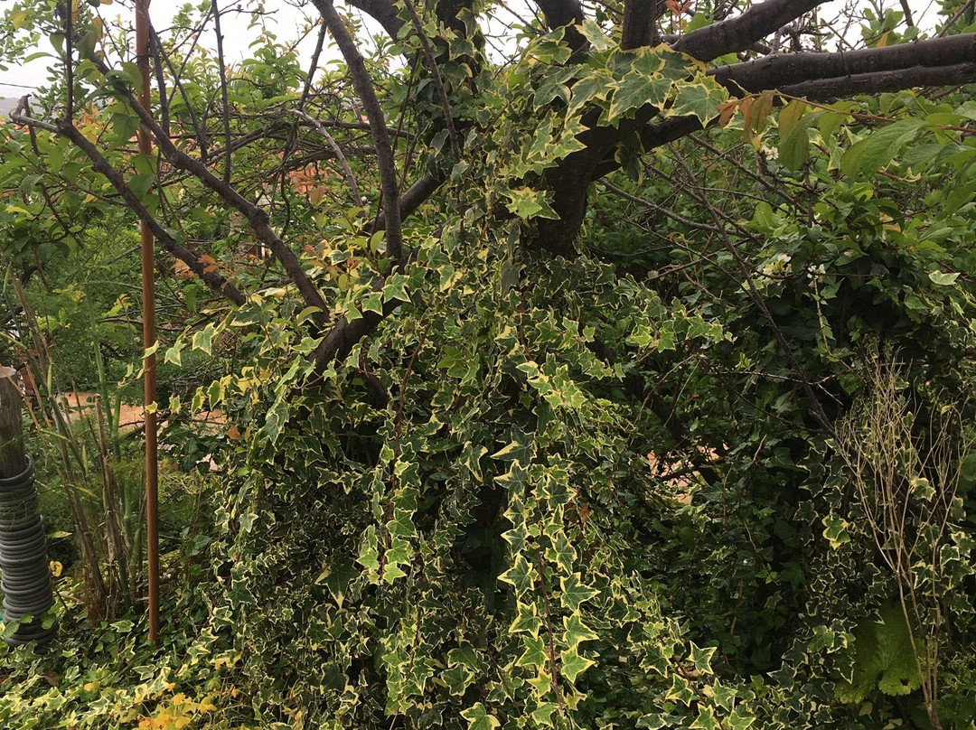 Finca Los Ciruelos主图