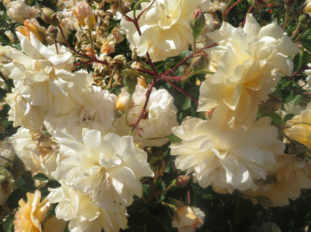 Sierra Azul Nursery & Garden-null必去景点