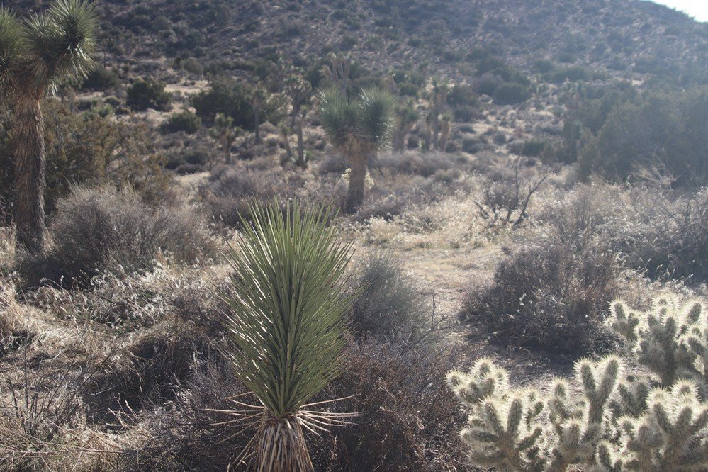 Hi-View Nature Trail景点图片