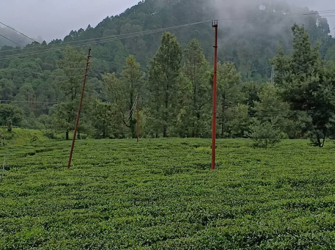 Ghorakhal Tea Factory景点图片