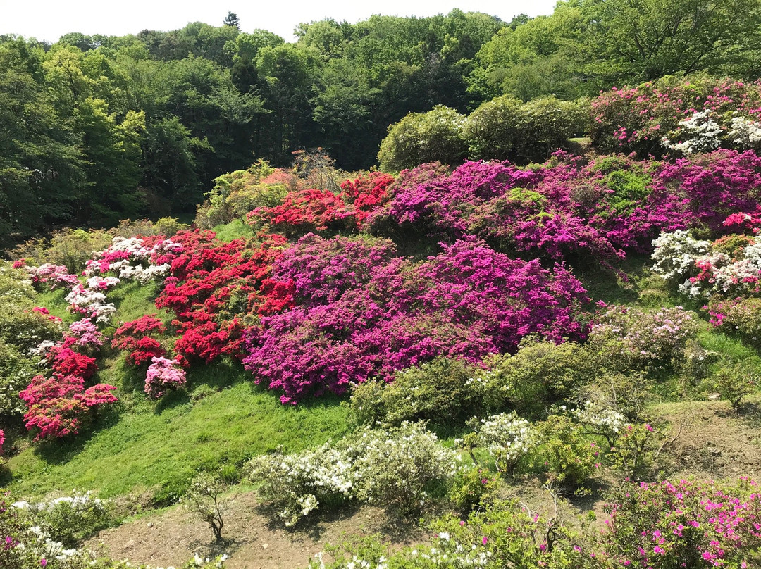 Godaison Azalea Park-越生町必去景点