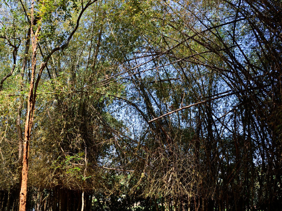 Kodanand Elephant Training Centre-Kodanad必去景点