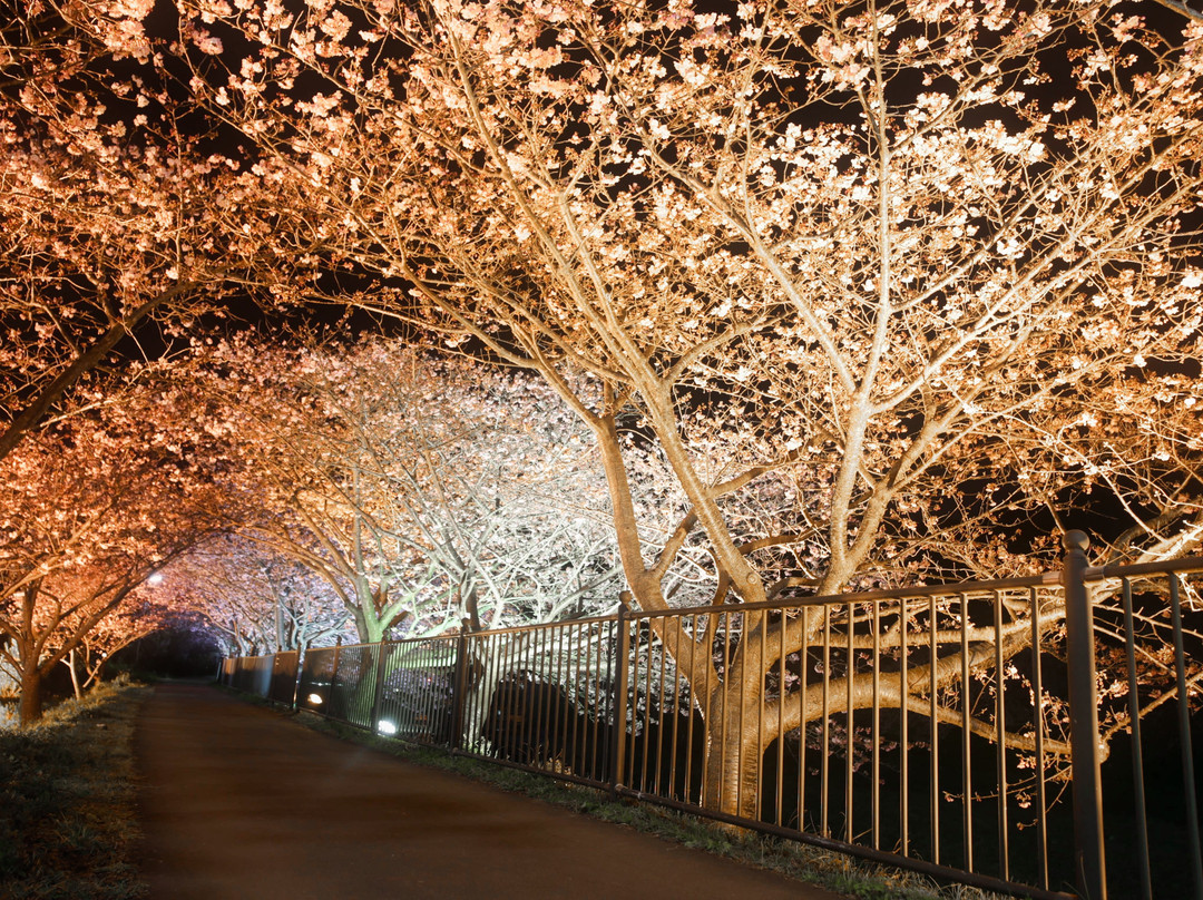 Kawazuzakura Festival景点图片